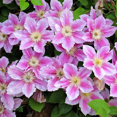 Gardeners Dream Clematis PiiluPink And White BloomsClimbing VineMorning Sun (20-30Cm Height Including Pot) from B&Q