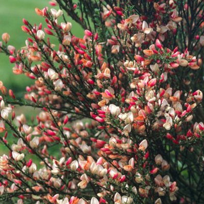 Gardeners Dream Cytisus Zeelandia Garden ShrubPink And Cream FlowersCompact SizeAttracts Pollinators (10-30Cm Height Including Pot) from B&Q