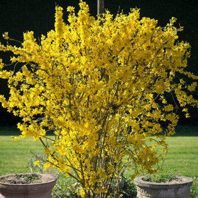 Gardeners Dream Forsythia Flojor Deciduous Compact Spring Flowering Garden Shrub In Pot9Cm Pot (15-30Cm) from B&Q
