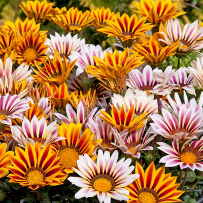B&Q -  Gazania Daybreak Tiger Mixed Colourful Flowering Bedding Plants 6 Pack
