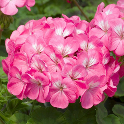 Gardeners Dream Geranium Horizon Rose Colourful Flowering Bedding Plants For Sale 6 Pack from B&Q