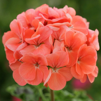Gardeners Dream Geranium Horizon Salmon Colourful Flowering Bedding Garden Plants 6 Pack from B&Q