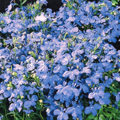 Gardeners Dream Lobelia Fountain Light Blue Colourful Flowering Bedding Garden Plants 10 Pack from B&Q