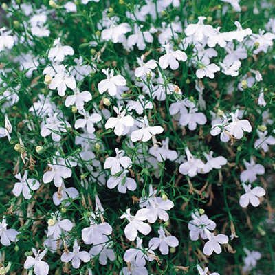 Gardeners Dream Lobelia Bush White Colourful Flowering Garden Ready Bedding Plants 10 Pack from B&Q