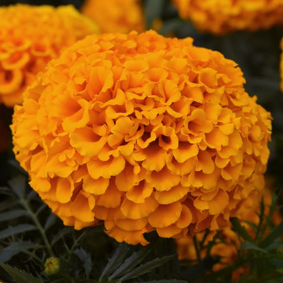 B&Q -  Marigold American Marvel Orange Colourful Flowering Bedding Plants 6 Pack
