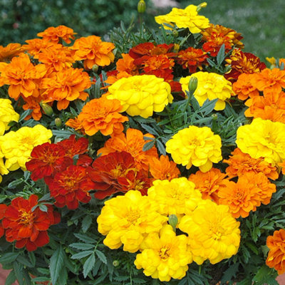 B&Q -  Marigold French Durango Mixed Colourful Flowering Bedding Garden Plants 6 Pack
