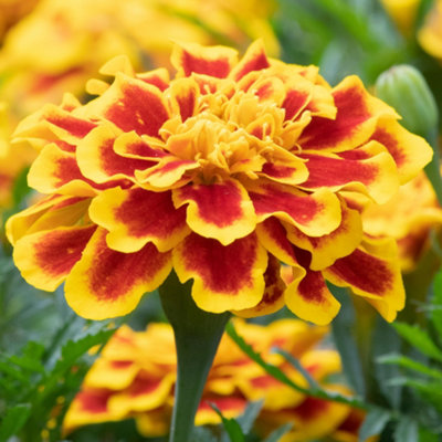 B&Q -  Marigold French Durango Bee Colourful Flowering Bedding Garden Plants 6 Pack