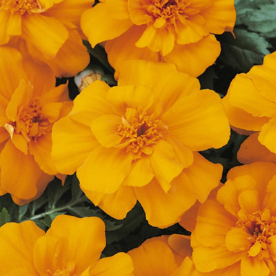 B&Q -  Marigold French Durango Orange Colourful Flowering Bedding Plants 6 Pack