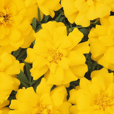 B&Q -  Marigold French Durango Yellow Colourful Flowering Bedding Plants 6 Pack