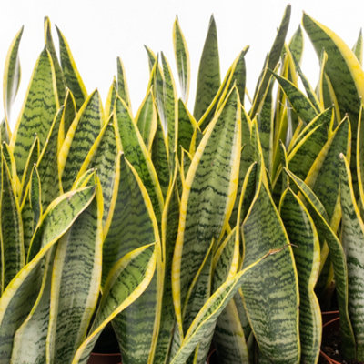 Gardeners Dream Sansevieria LaurentiiElegant Indoor Snake Plant For Uk HomesLow Maintenance (30-40Cm Height Including Pot) from B&Q