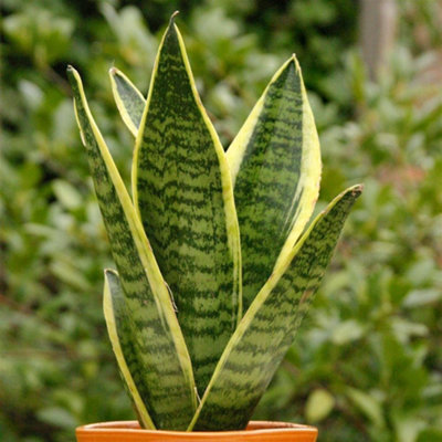 Gardeners Dream Sansevieria LaurentiiAir Purifying Indoor Plant With Variegated FoliageIdeal For Beginners (30-40Cm Height Including Pot) from B&Q