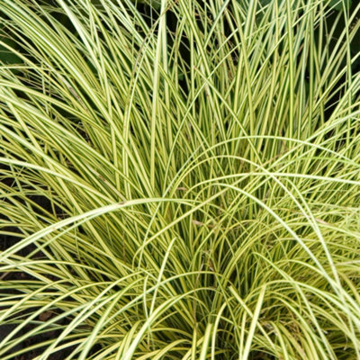 Gardeners Dream Carex JennekeGraceful Ornamental GrassCompact SizeVersatile (15-30Cm Height Including Pot) from B&Q