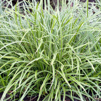 Gardeners Dream Carex Ice DanceOrnamental GrassVariegated FoliageCompact Size (15-30Cm Height Including Pot) from B&Q