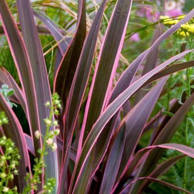 B&Q -  Phormium Pink Stripe Garden PlantStriking Pink Striped FoliageCompact Size (10-20Cm Height Including Pot)