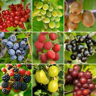 B&Q -  3 X Fruit MixAssorted Fruit-Bearing Plants For Productive Uk GardensOutdoor Plants (30-40Cm Height Including Pot)