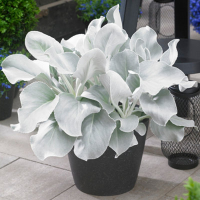B&Q -  Senecio Angel Wings Garden PlantStriking Evergreen PlantHardyLow Maintenance (10-20Cm Height Including Pot)