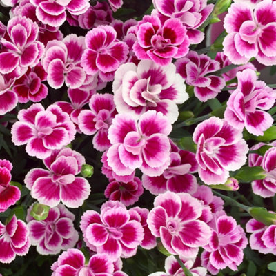 Gardeners Dream Dianthus Pink KissesEvergreen PerennialFragrant Pink BloomsSun (10-20Cm Height Including Pot) from B&Q