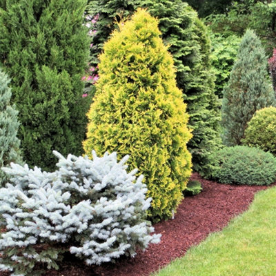B&Q -  Conifer Plant MixBeautiful Collection Of Outdoor PlantsIdeal For Uk Gardens9Cm Pots (Carry 6 Pack)