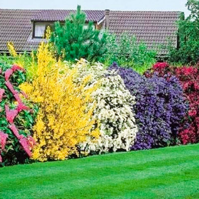 B&Q -  5 X Mixed Flowering Shrub PlantsAssorted Blooming Shrubs For Beautiful Uk GardensOutdoor Plants (20-40Cm)