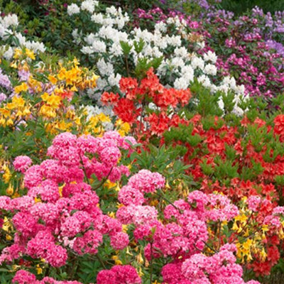 Gardeners Dream Rhododendron Garden Plant MixColourful Shrubs In 9Cm Pots (6 Plants) from B&Q