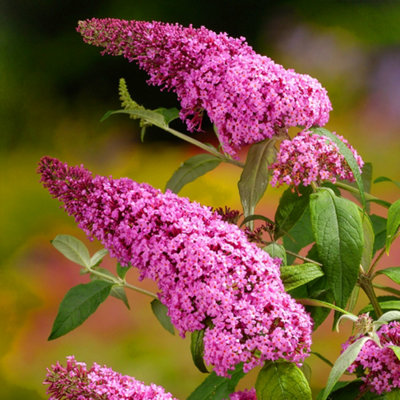 Gardeners Dream Buddleia Pink DelightOutdoor Flowering ShrubIdeal For Uk GardensCompact Size (15-20Cm Height Including Pot) from B&Q