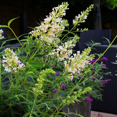 Gardeners Dream Buddleia Snow WhiteOutdoor Flowering ShrubIdeal For Uk GardensCompact Size (15-20Cm Height Including Pot) from B&Q