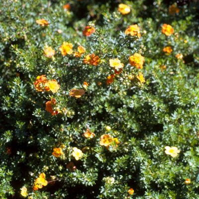 Gardeners Dream Potentilla Tangerine Deciduous Shrub Live Hardy Outdoor Garden Plant In Pot9Cm Pot (20-30Cm) from B&Q