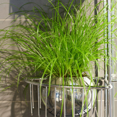 B&Q -  Cyperus Alternifolius ZumulaGraceful Umbrella Plant (20-30Cm Height Including Pot)
