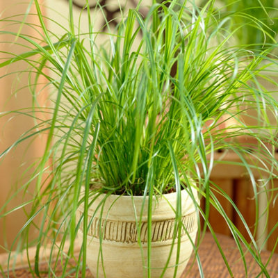 B&Q -  Cyperus Alternifolius ZumulaGraceful Umbrella Plant (20-30Cm Height Including Pot)
