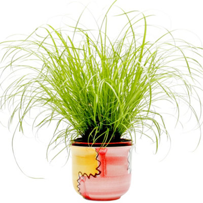 B&Q -  Cyperus Alternifolius ZumulaGraceful Umbrella Plant (20-30Cm Height Including Pot)