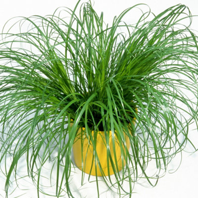 B&Q -  Cyperus Alternifolius ZumulaGraceful Umbrella Plant (20-30Cm Height Including Pot)