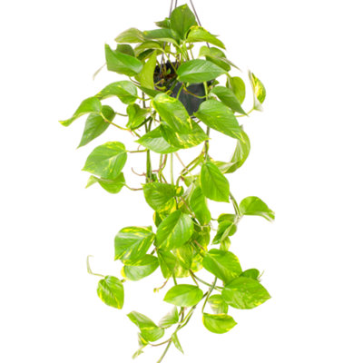 Gardeners Dream Epipremnum Pinnatum AureumGolden Pothos (20-30Cm Height Including Pot) from B&Q