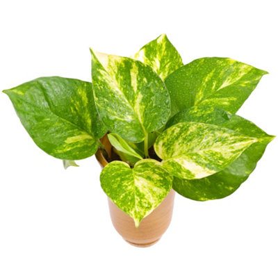 B&Q -  Epipremnum Pinnatum AureumGolden Pothos (20-30Cm Height Including Pot)
