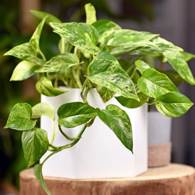 B&Q -  Epipremnum Pinnatum AureumGolden Pothos (20-30Cm Height Including Pot)