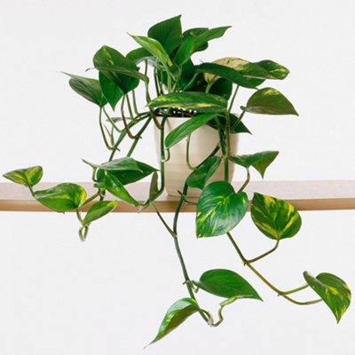 Gardeners Dream Golden Epipremnum Pinnatum Aureum - Pothos (20-30Cm Height Including Pot)