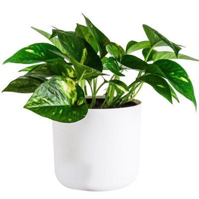 B&Q -  Epipremnum Pinnatum AureumGolden Pothos (20-30Cm Height Including Pot)