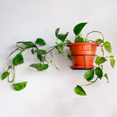 B&Q -  Epipremnum Pinnatum AureumGolden Pothos (20-30Cm Height Including Pot)