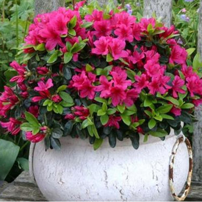 Gardeners Dream Pink Azalea Japanese Evergreen Shrub Hardy Flowering Outdoor Garden Plant In Pot9Cm Pot (20-30Cm) from B&Q
