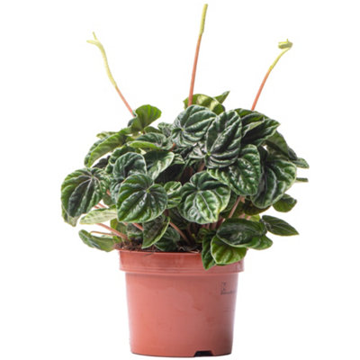 Gardeners Dream Peperomia Caperata LilianIndoor House Plant For Home OfficeKitchenLiving RoomPotted Houseplant (15-25Cm) from B&Q