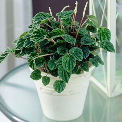 Gardeners Dream Peperomia Caperata LilianHeart-Shaped FoliageTextured LeavesCompact Size (15-25Cm Height Including Pot) from B&Q