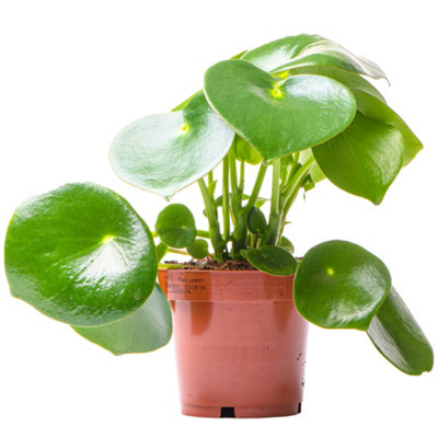 Gardeners Dream Peperomia Polybotrya RaindropIndoor House Plant For Home OfficeKitchenLiving RoomPotted Houseplant (20-30Cm) from B&Q