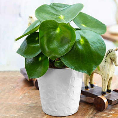 Gardeners Dream Peperomia Polybotrya RaindropEye-Catching Raindrop-Shaped LeavesCompact Size (20-30Cm Height Including Pot) from B&Q