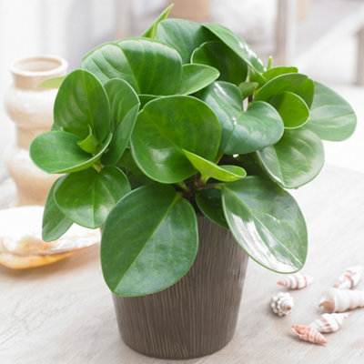 Gardeners Dream Peperomia Polybotrya Raindrop HouseplantTeardrop Peperomia Indoor Plant In 12Cm Pot (20-30Cm Height Including Pot) from B&Q