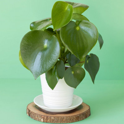 Gardeners Dream Peperomia RaindropIndoor Plant For Home OfficeWindowsillTabletopHouseplant In 12Cm Pot (20-30Cm Height Including Pot) from B&Q
