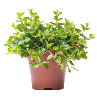 Gardeners Dream Peperomia RotundifoliaIndoor House Plant For Home OfficeKitchenLiving RoomPotted Houseplant (10-15Cm) from B&Q