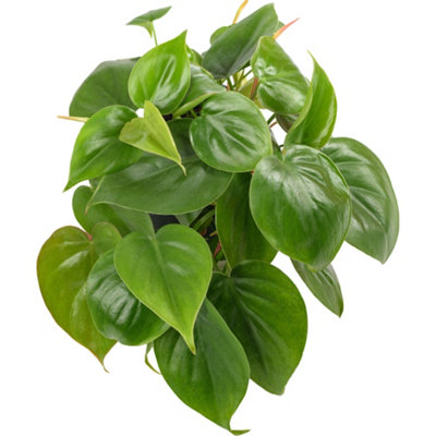 Gardeners Dream Philodendron Scandens In Hanging BasketLush Trailing VinesEasy CareFast Growing from B&Q