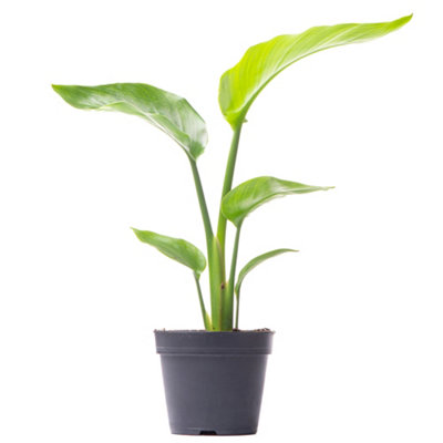 Gardeners Dream Strelitzia NicolaiIndoor House Plant For Home Office (35-45Cm Height Incl. Pot) from B&Q