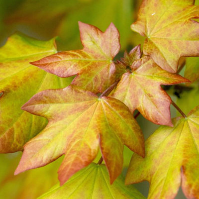 Gardeners Dream Acer Orientalia TreeExotic FoliageCompact SizeHardy (5-6Ft) from B&Q