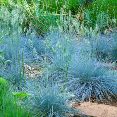 Gardeners Dream Festuca Intense BlueEvergreen ShrubStriking Blue FoliageHardy Grass Plant (15-30Cm Height Including Pot) from B&Q