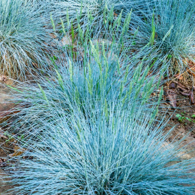 Gardeners Dream Festuca Intense BlueVibrant FoliageEvergreenLow MaintenanceCompact (15-30Cm Height Including Pot) from B&Q